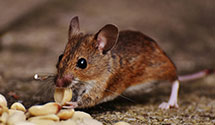 24 Hour & Emergency Exterminators in Greystone Park, NJ